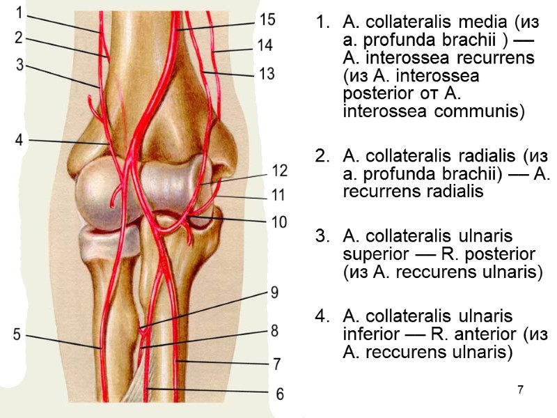 7 А. collateralis media (из а. profunda brachii ) –– А. interossea recurrens (из